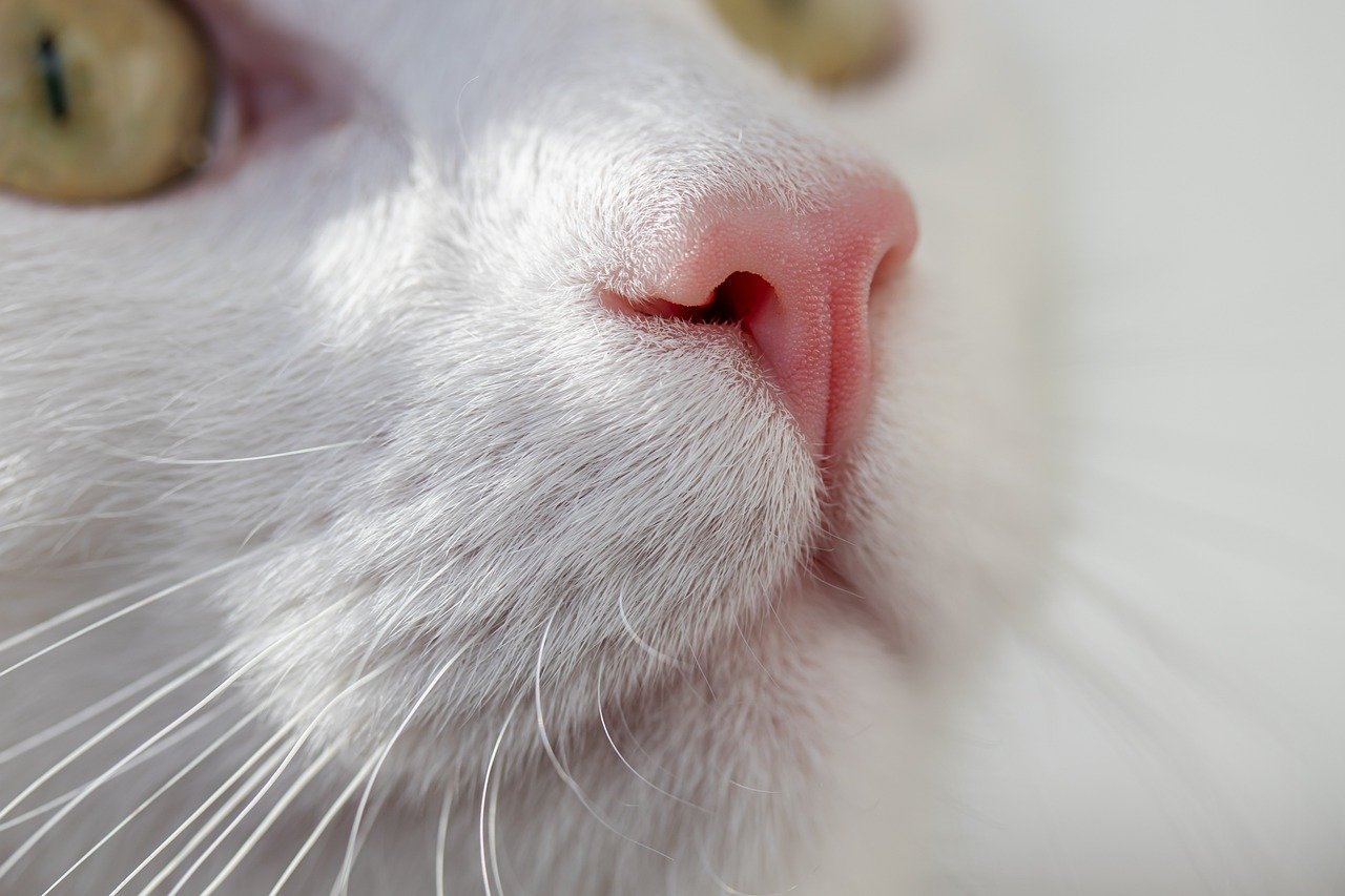 The Unbelievable Power of a Cat’s Nose (image credits: pixabay)