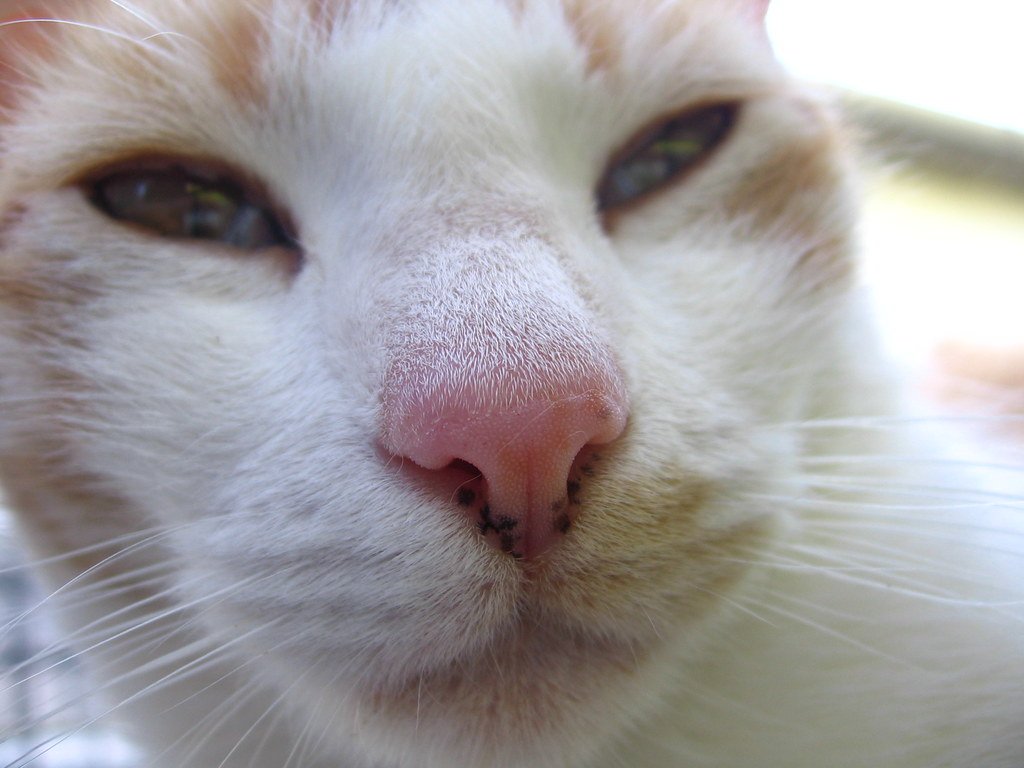 Your Unique Scent Signature (image credits: flickr)