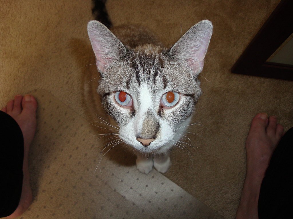 How Cats Use Scent to Read Your Mood (image credits: flickr)
