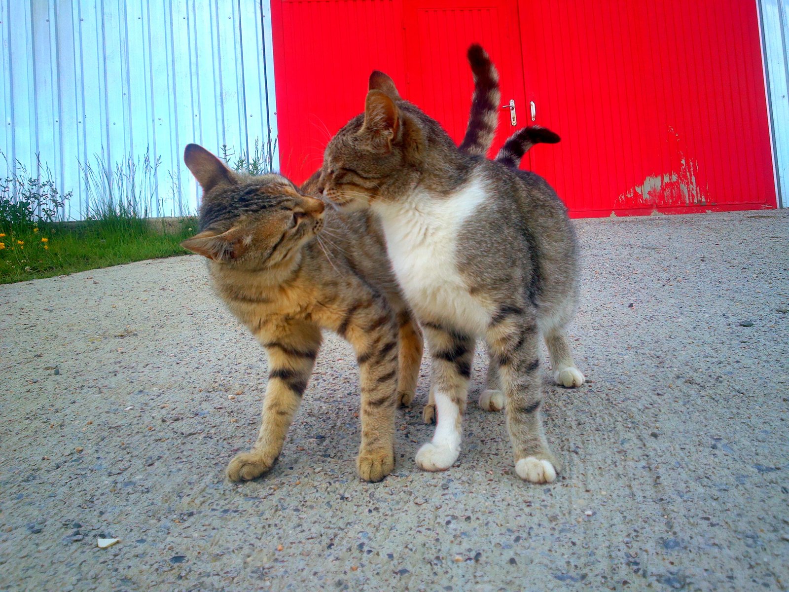 Scent and Social Bonds (image credits: By Khagani Hasanov1988, CC BY-SA 3.0, https://commons.wikimedia.org/w/index.php?curid=40328425)