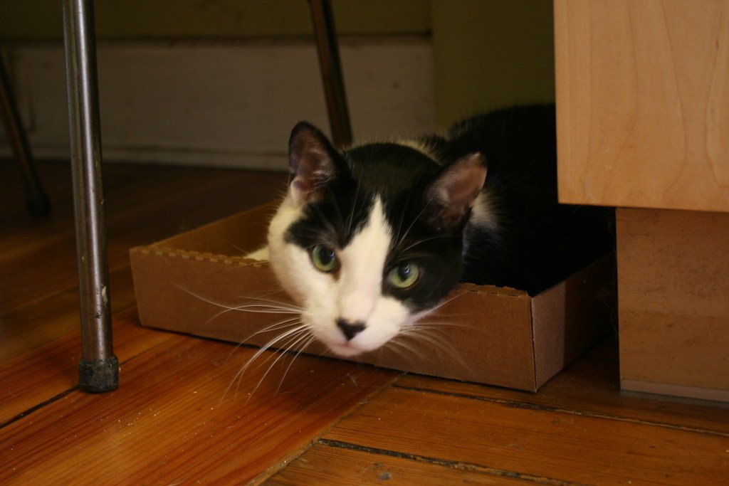 The Power of Pitch and Melody (image credits: flickr)