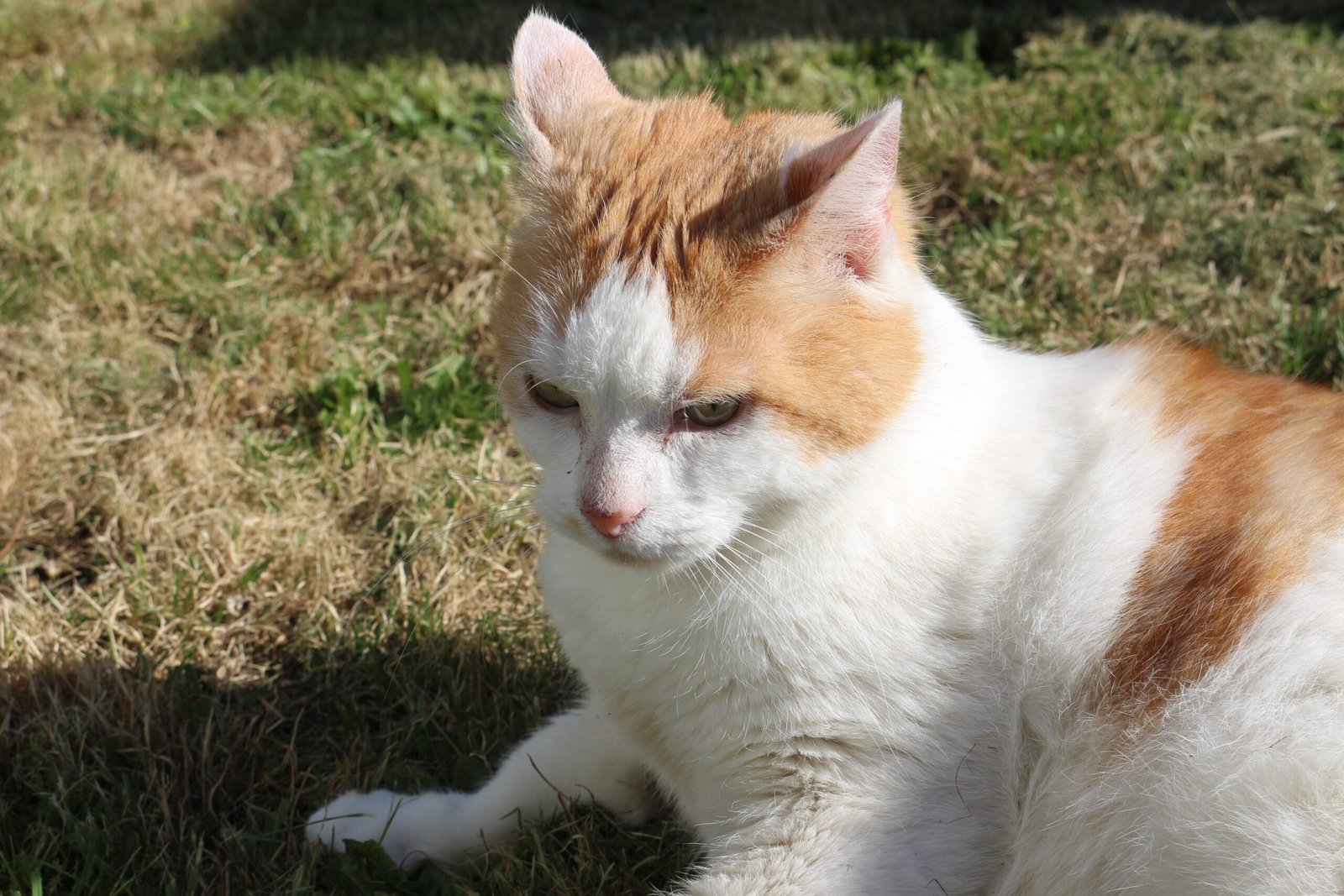 Environmental Sounds: The Background Noise Cats Notice (image credits: wikimedia)