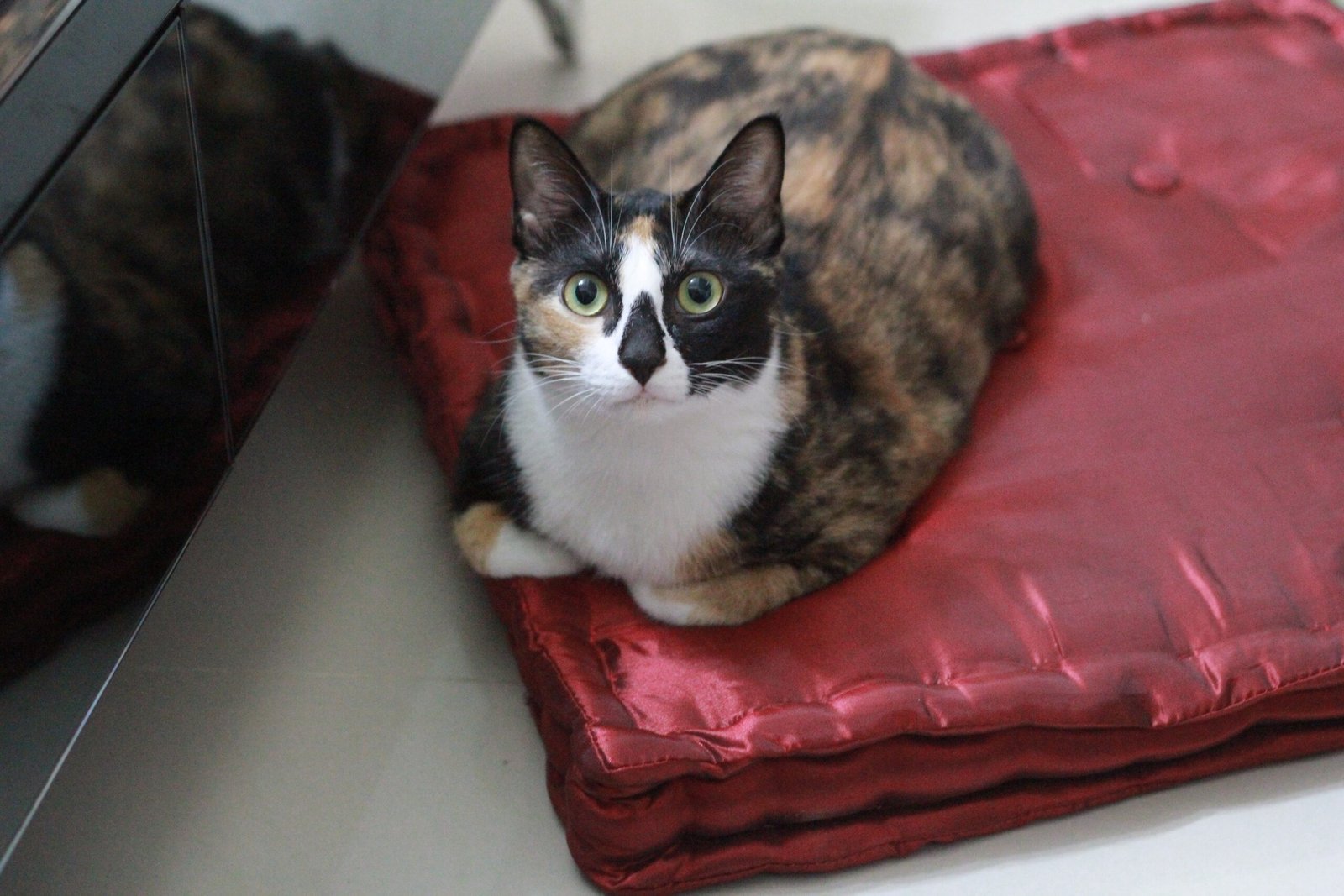 How Cats Respond: Signs They're Listening (image credits: wikimedia)