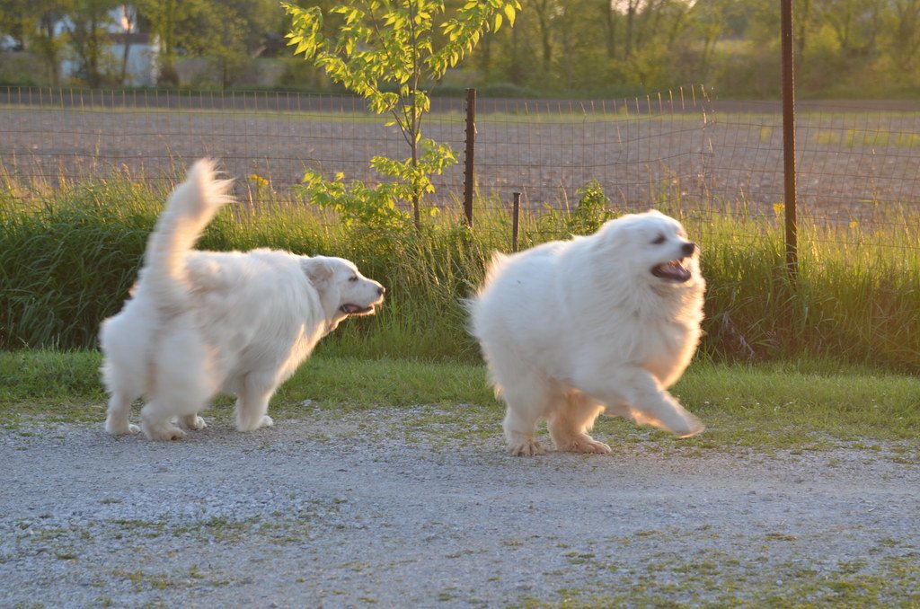 Building Paw Toughness—The Safe Way (image credits: flickr)