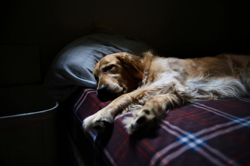 Predictable Sleep Schedule (image credits: rawpixel)