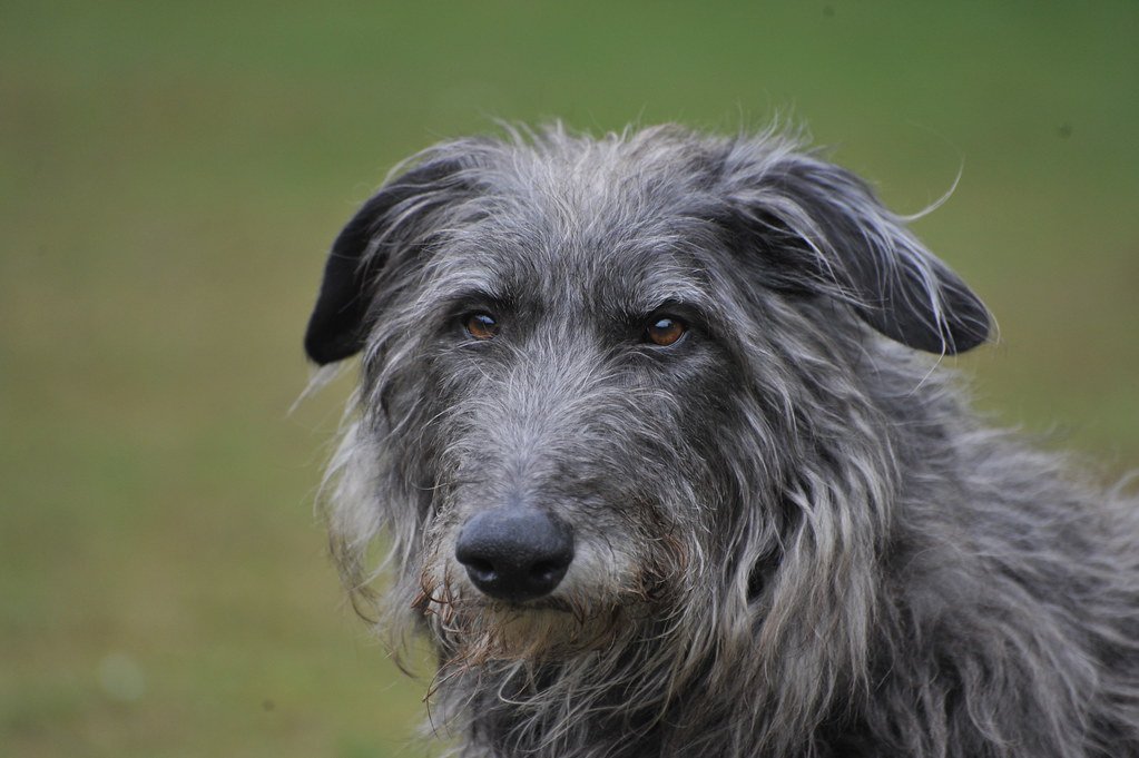 Scottish Deerhound (image credits: flickr)