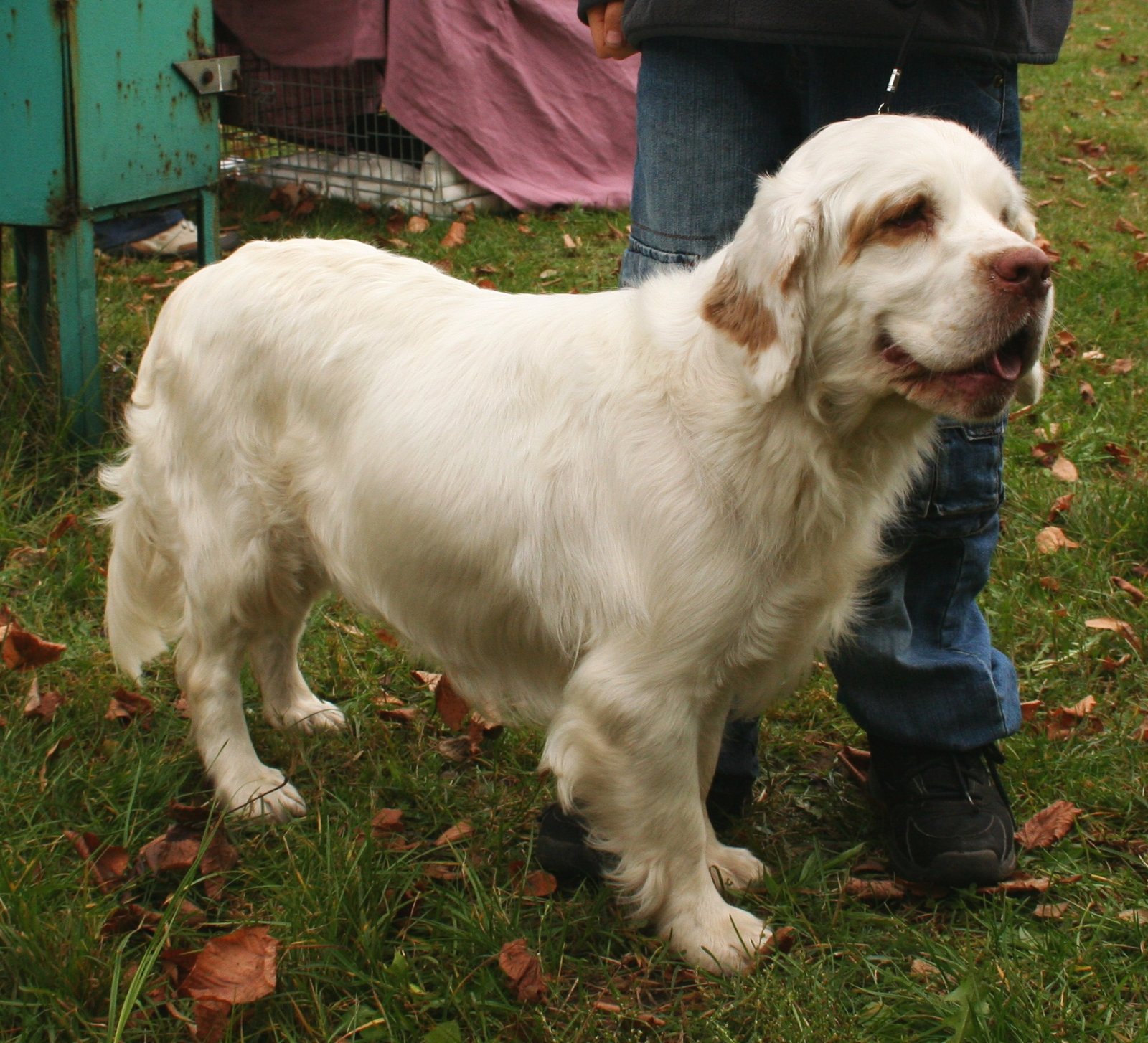 Clumber Spaniel (image credits: wikimedia)
