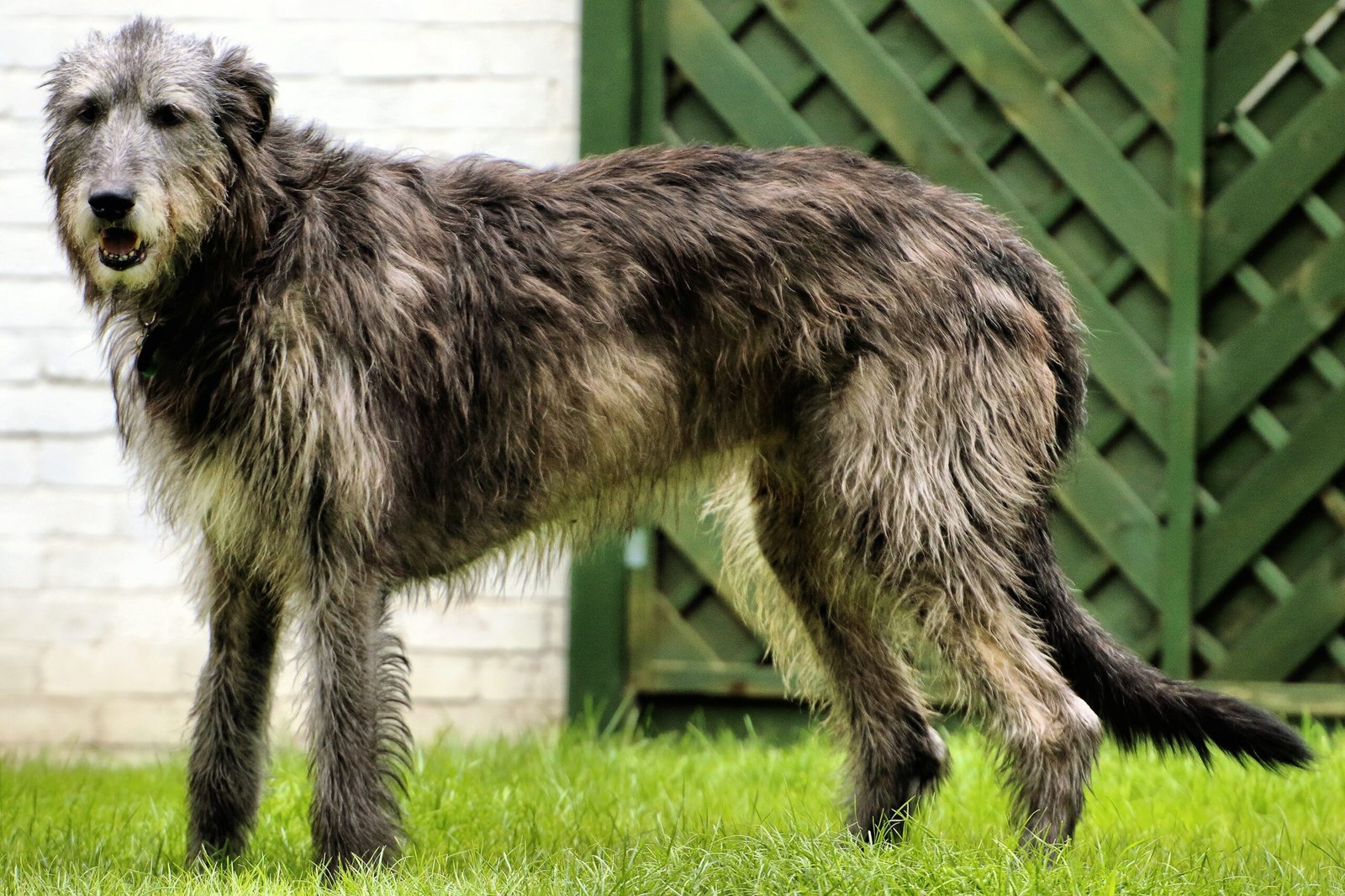 Irish Wolfhound (image credits: wikimedia)