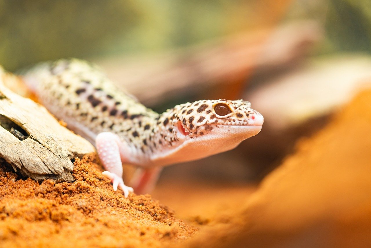 Leopard Geckos: Quiet and Quirky Roommates (image credits: pixabay)