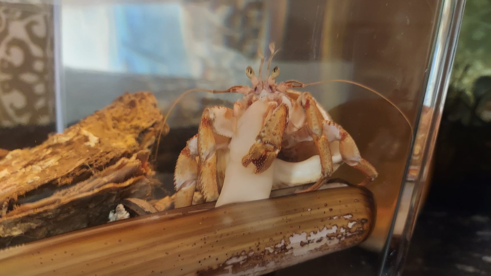 Hermit Crabs: Curious Shell Dwellers (image credits: wikimedia)