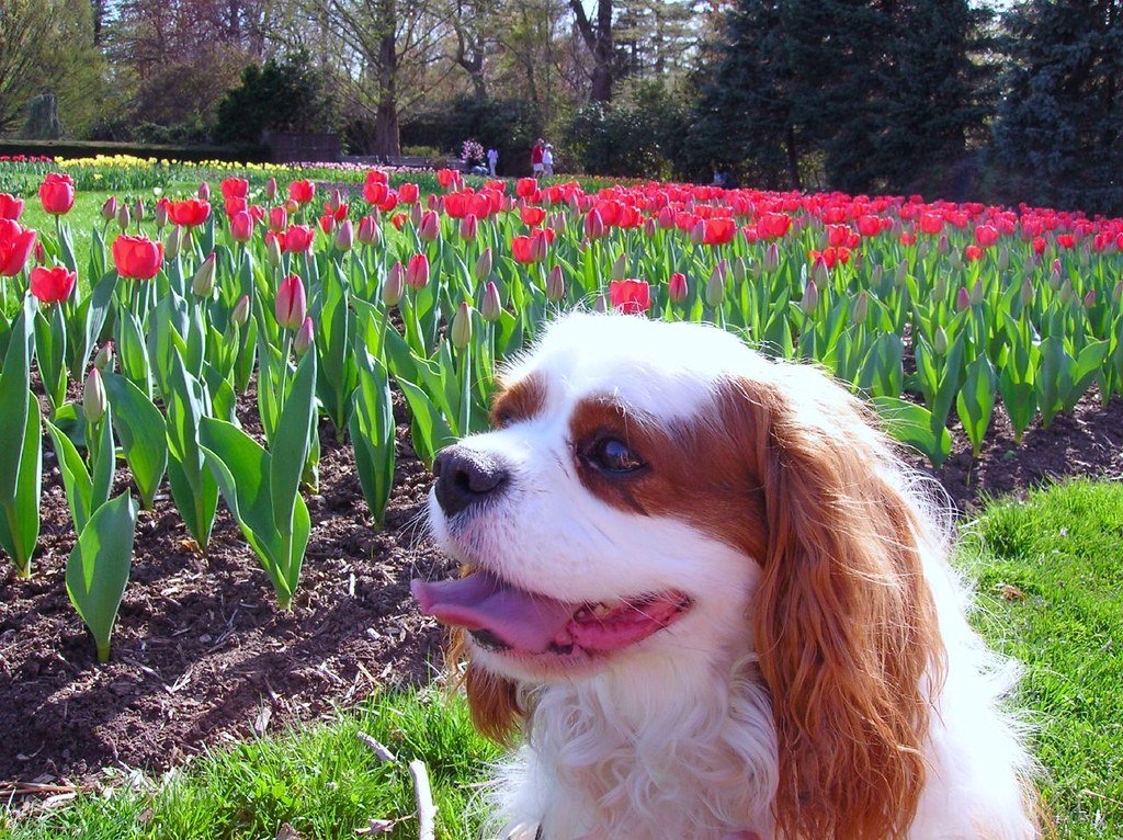 Why Are Cats and Dogs Drawn to Tulips? (image credits: flickr)