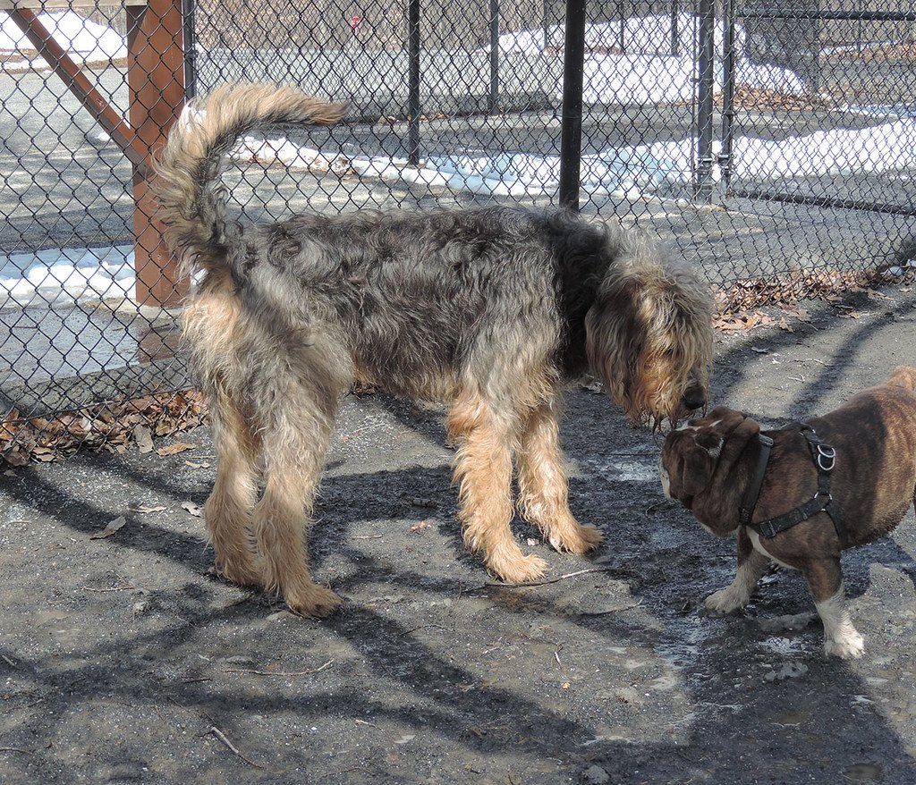 Otterhound (image credits: flickr)