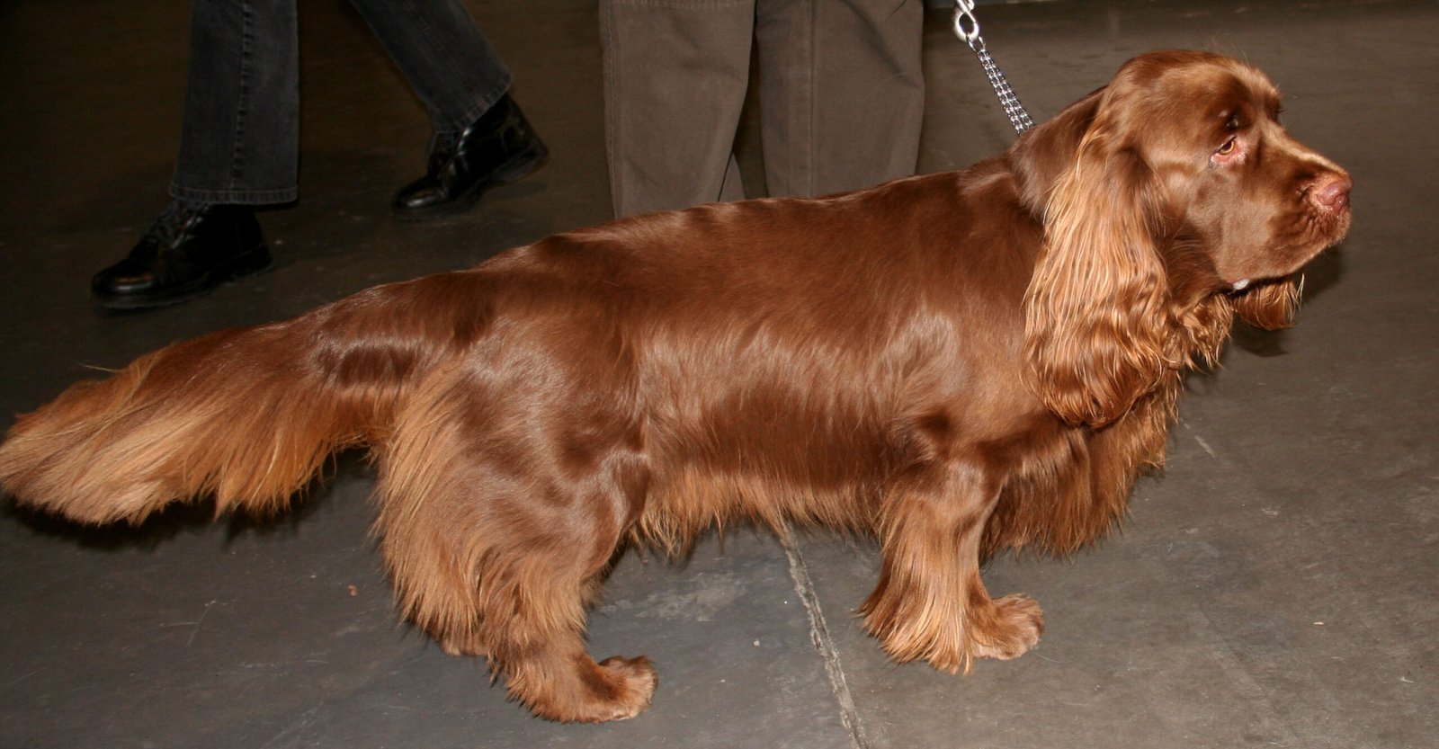 Sussex Spaniel (image credits: wikimedia)