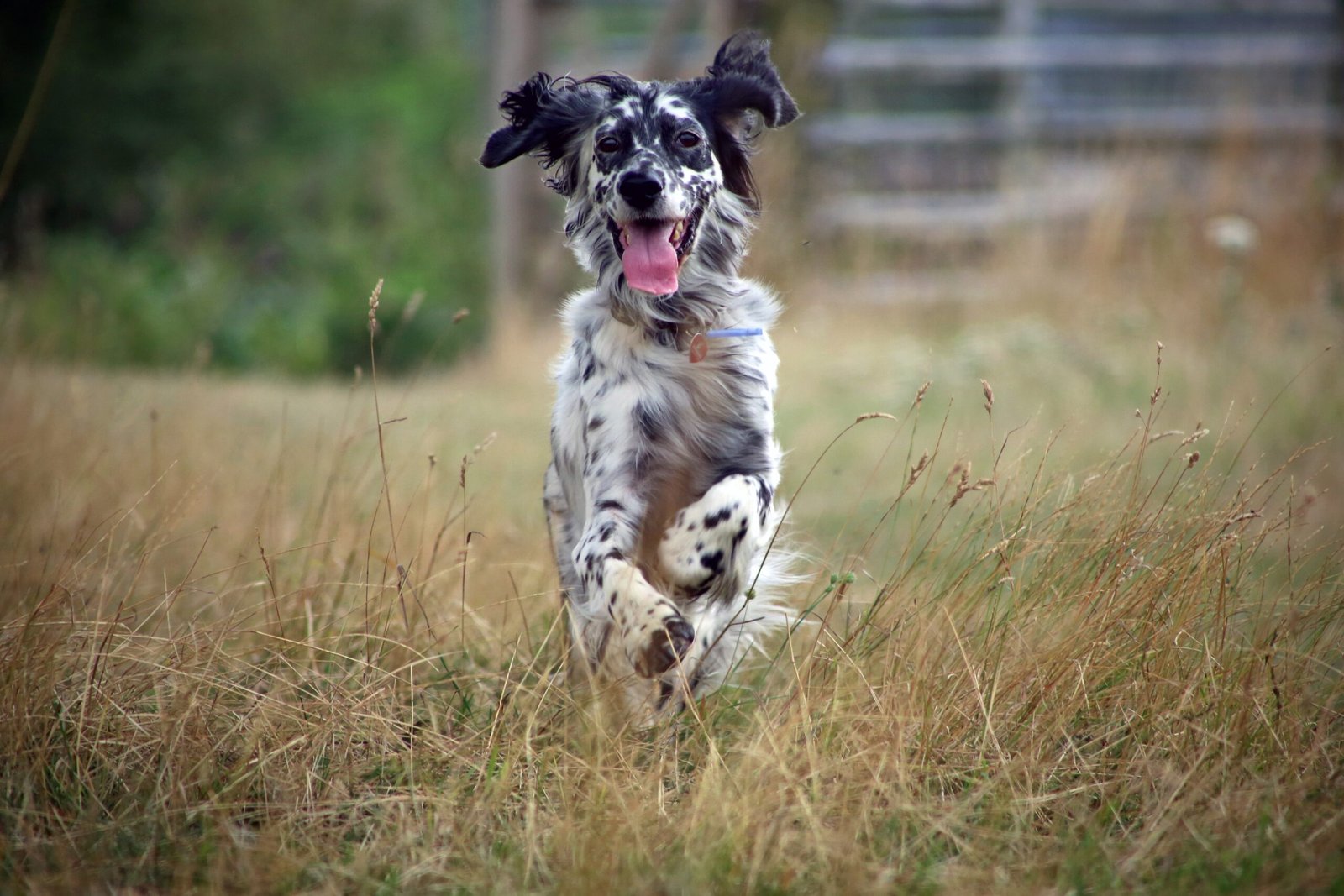 English Setter (image credits: wikimedia)