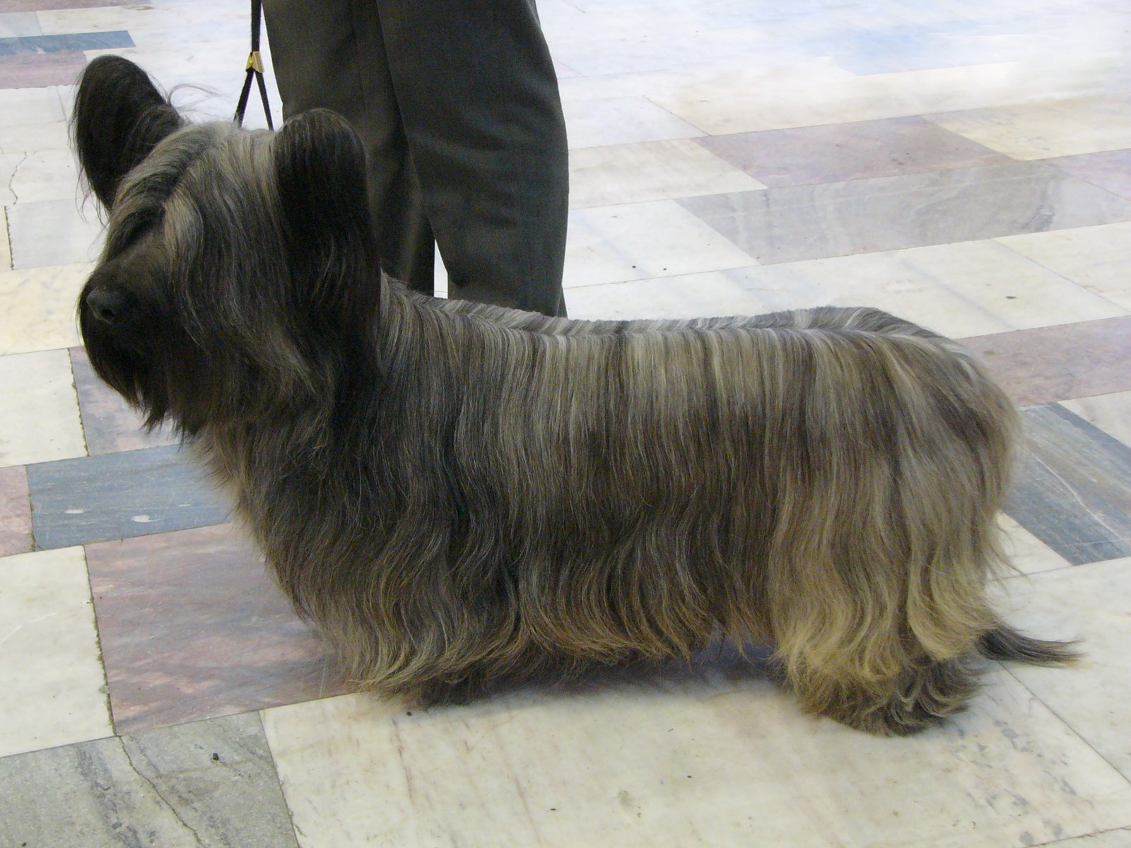 Skye Terrier (image credits: wikimedia)
