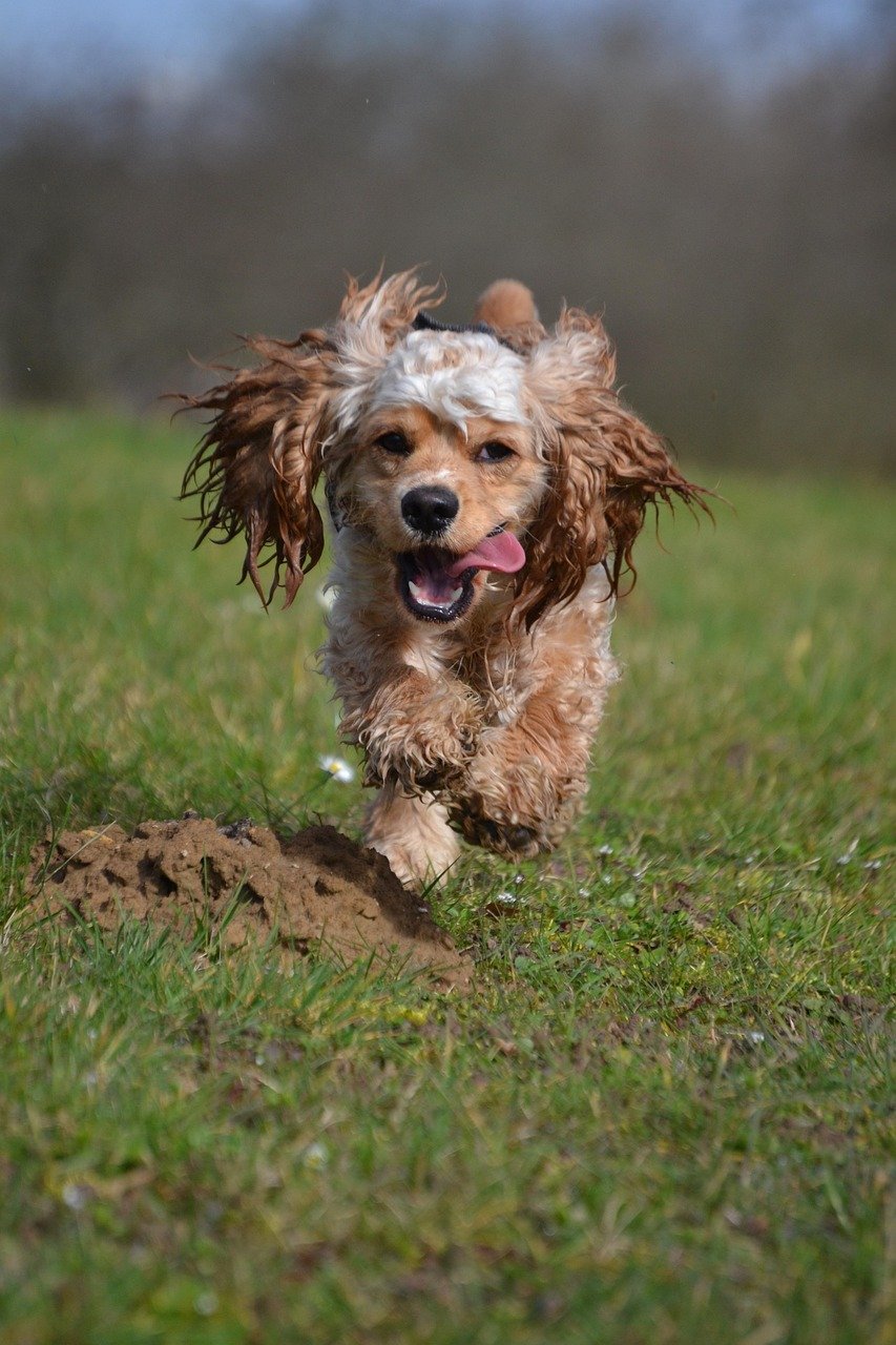 American Cocker Spaniel (image credits: pixabay)