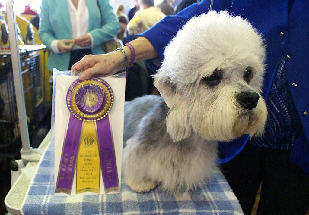 Dandie Dinmont Terrier (image credits: flickr)