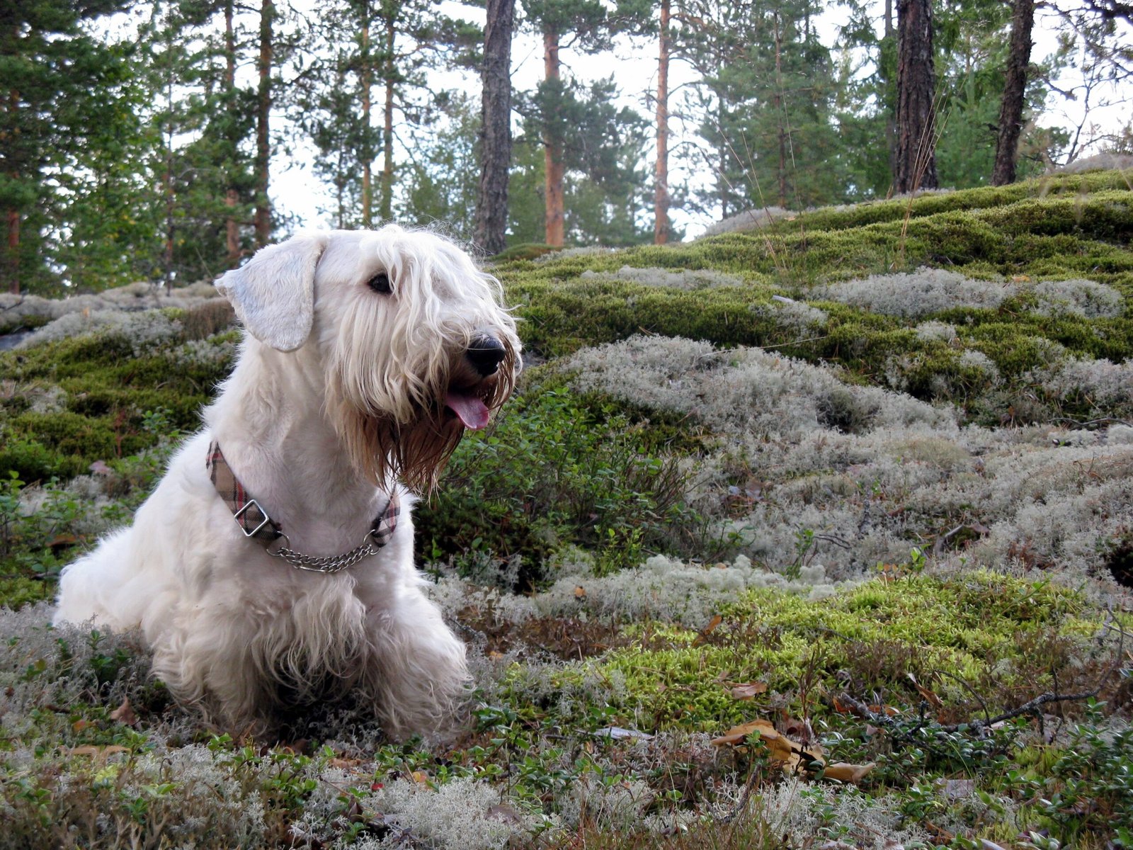 10 Dog Breeds Facing Extinction In The USA
