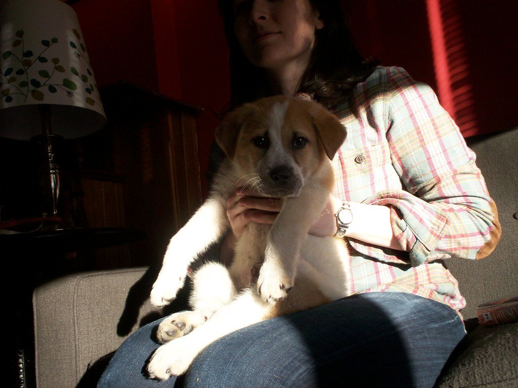 Paws on Your Lap: A Request or Reassurance? (image credits: flickr)