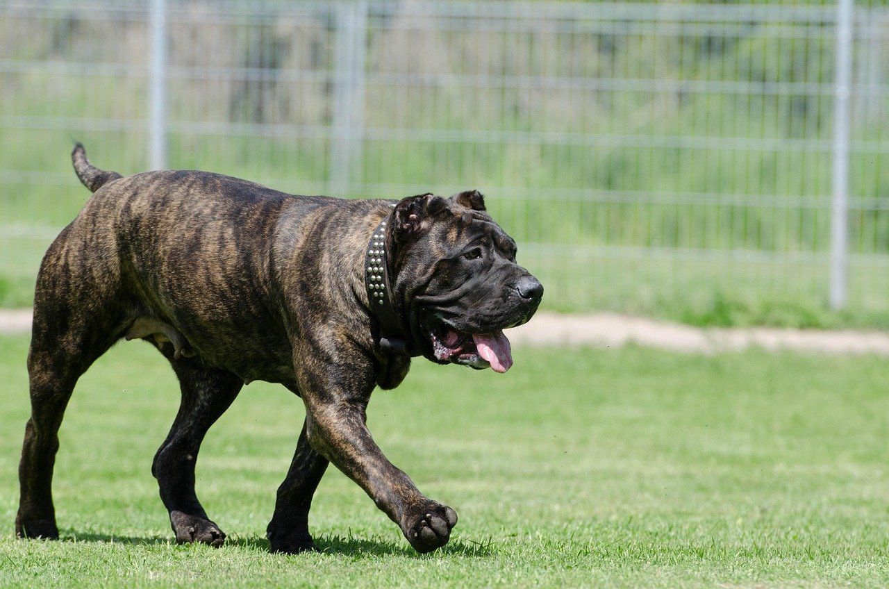 Presa Canario: A Force of Nature (image credits: pixabay)