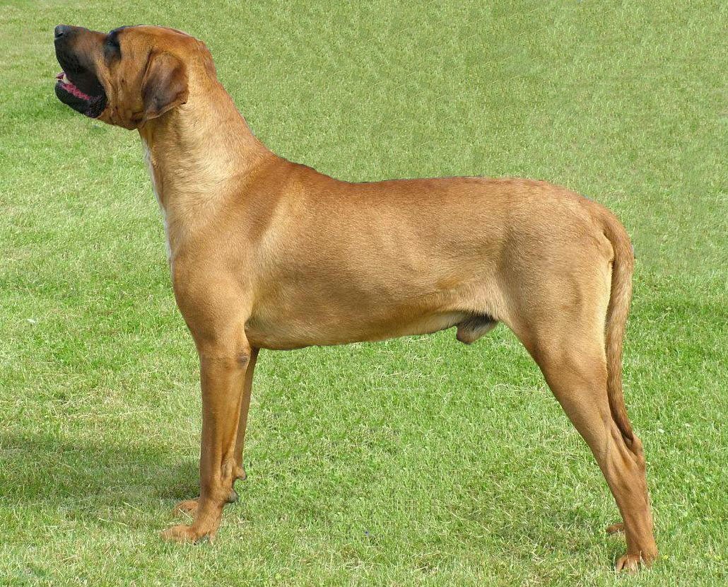 Tosa Inu: The Japanese Giant (image credits: wikimedia)