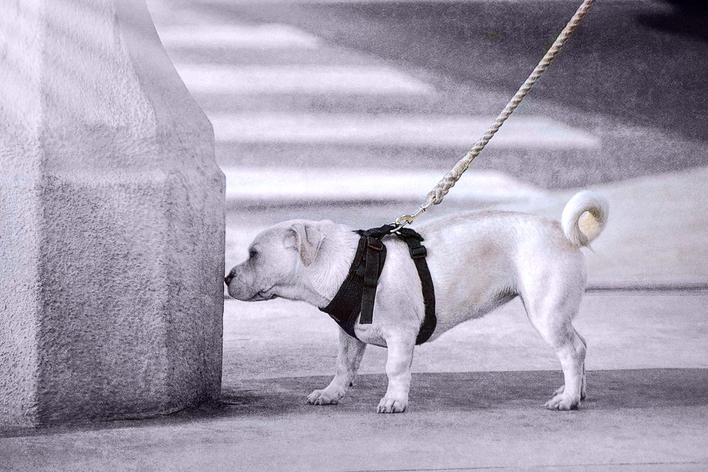 Practical Tips for Enriching Sniff Walks (image credits: flickr)