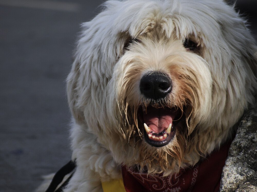 Mouth Matters: Panting, Smiling, and Tension (image credits: flickr)