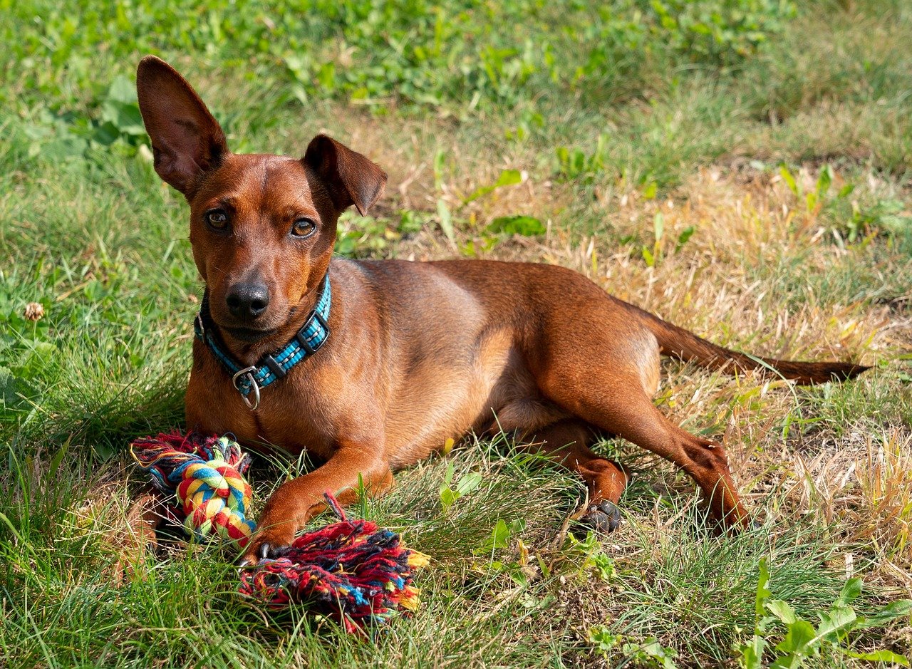 Miniature Pinscher (image credits: pixabay)