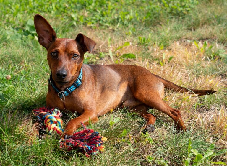 The 10 Most Aggressive Small Dog Breeds Backed by Behavior Reports