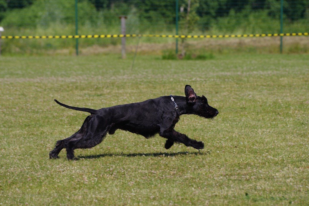 Giant Schnauzer (image credits: pixabay)