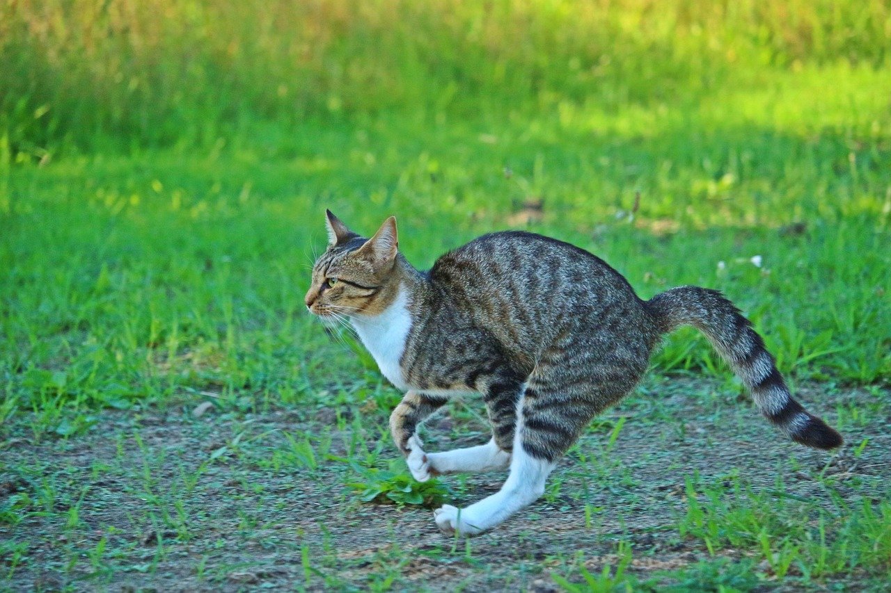 1. Midnight Zoomies: The Wild Sprint (image credits: pixabay)