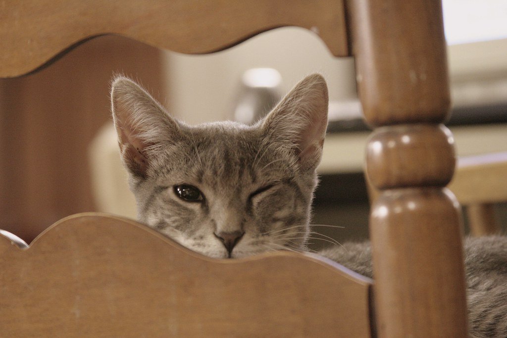 7. Pouncing on Your Feet: The Bedtime Hunt (image credits: flickr)