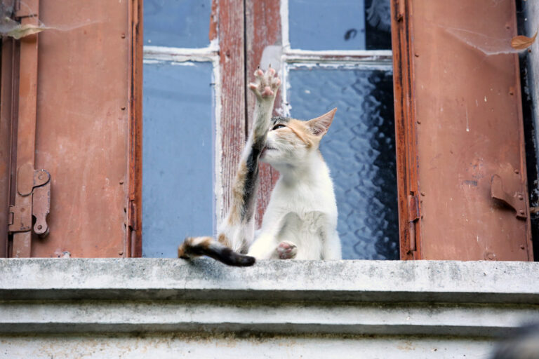 8 Ways to Make Your Home A Paradise For Your Cat