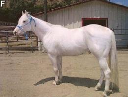 Camarillo White Horse: California’s Living Legend (image credits: Haase B, Brooks SA, Schlumbaum A, Azor PJ, Bailey E, et al. (2007) Allelic Heterogeneity at the Equine KIT Locus in Dominant White (W) Horses. PLoS Genetics 3(11): e195 doi:10.1371/journal.pgen.0030195. Published here: http://www.plosgenetics.org/article/info:doi%2F10.1371%2Fjournal.pgen.0030195 as CC2.0., CC BY 2.0, https://commons.wikimedia.org/w/index.php?curid=4143107)
