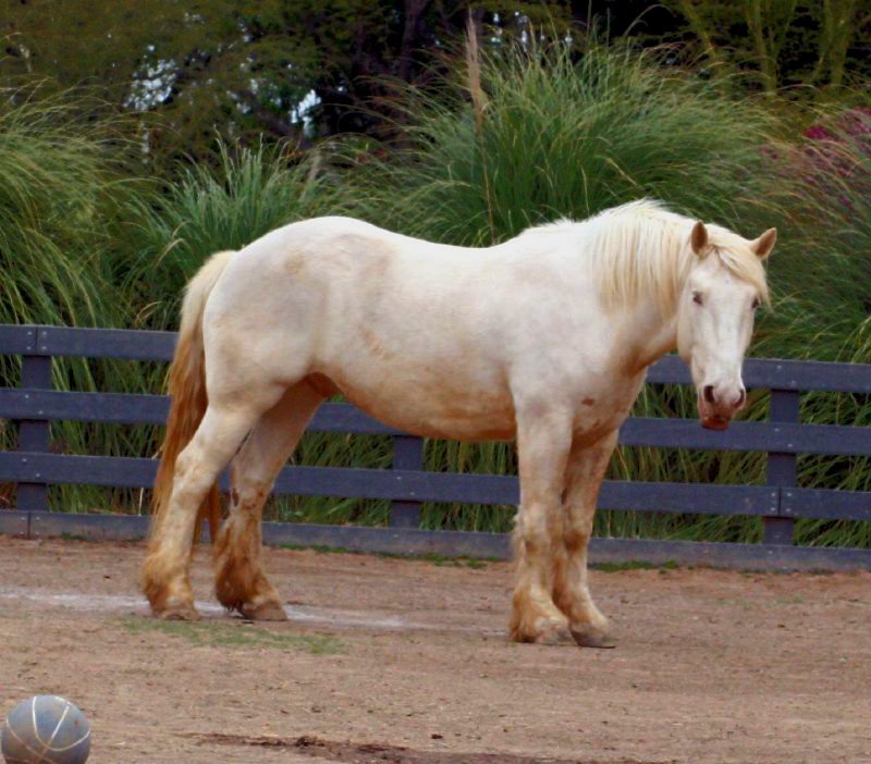 American Cream Draft: The Rare Treasure (image credits: flickr)