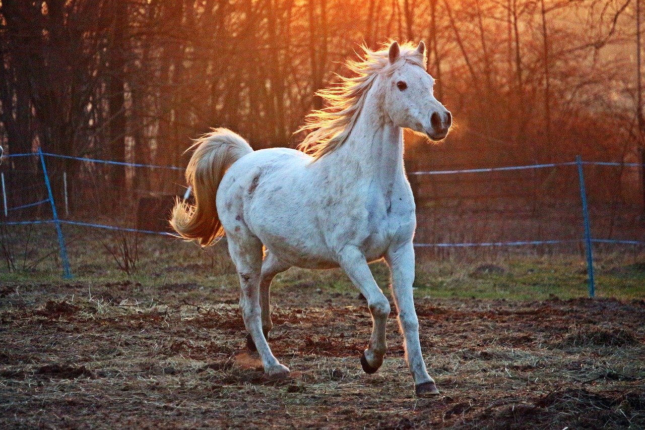 Arabian: The Desert’s White Mirage (image credits: pixabay)