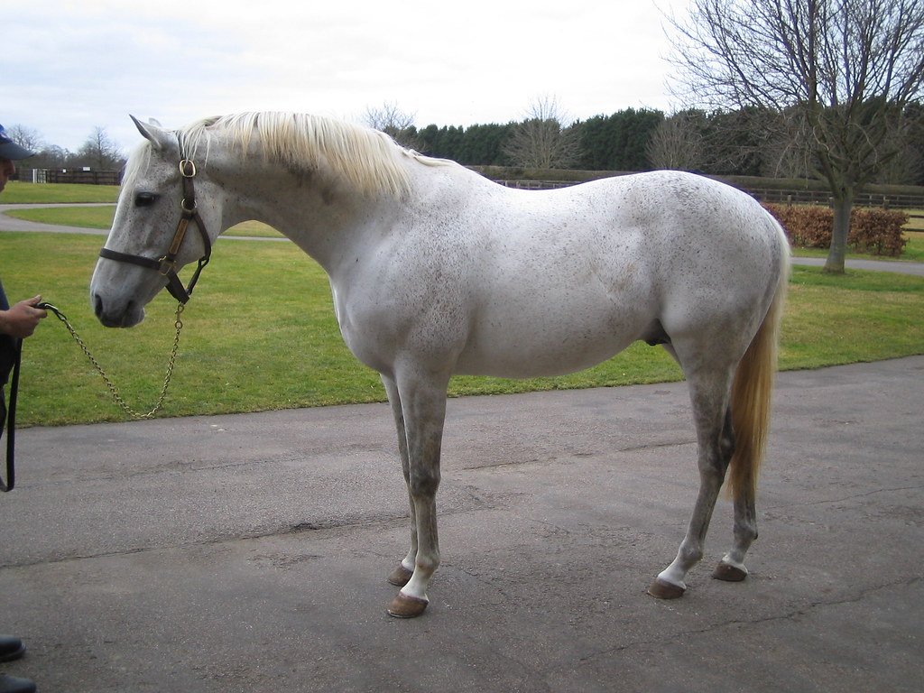 Thoroughbred: The Athlete in White (image credits: flickr)