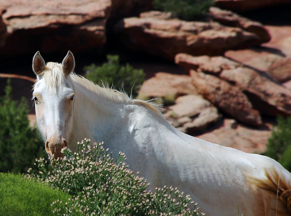 Mustang: The Wild Spirit in White (image credits: flickr)