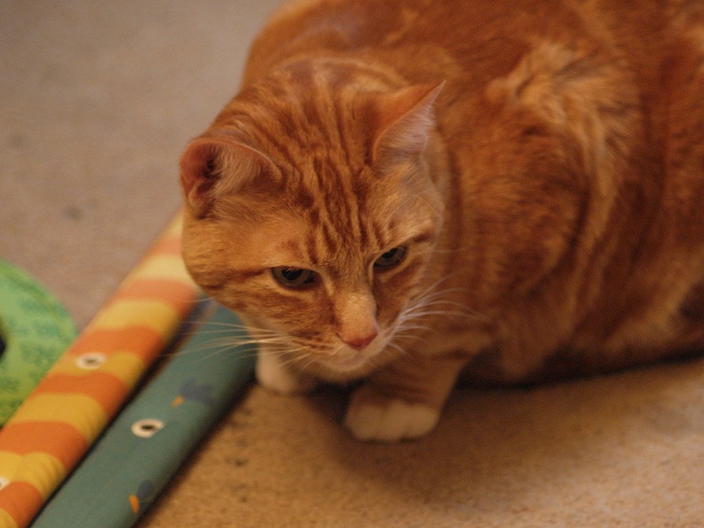 5. Low, Crouched Posture (image credits: flickr)