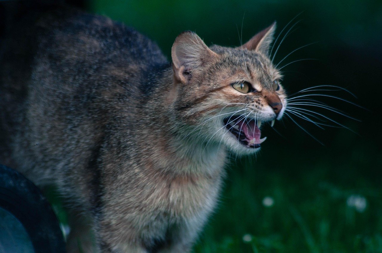 7. Swatting or Biting (image credits: pixabay)