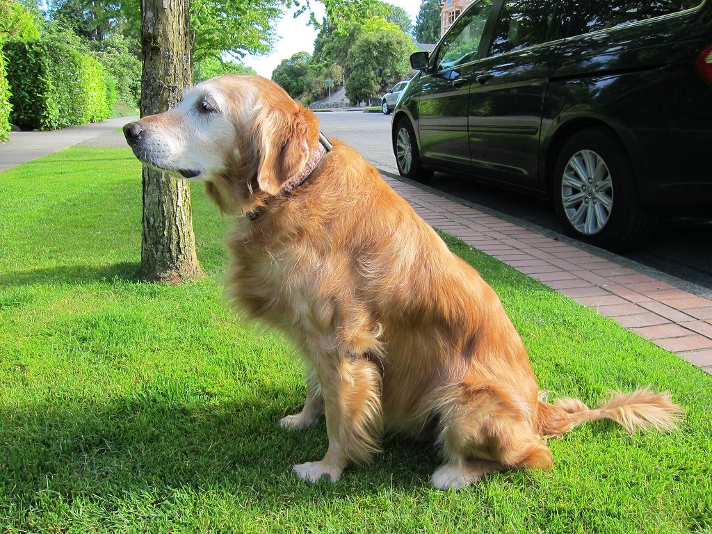 Desensitization to New Situations (image credits: flickr)