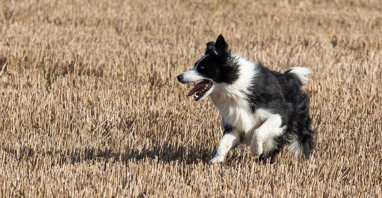 2. Border Collie: The Genius Who Needs a Job (image credits: pixabay)