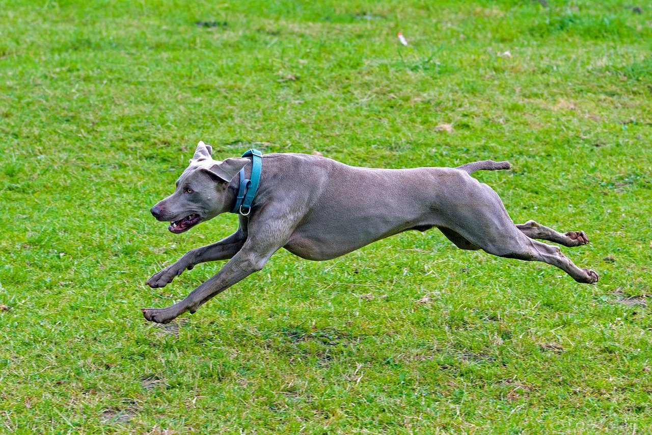 7. Weimaraner: The Velcro Dog with a Need for Speed (image credits: pixabay)