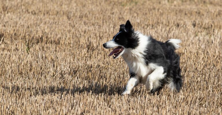 Why Some Vets Say These 8 Dog Breeds Shouldn’t Be Kept in Apartments
