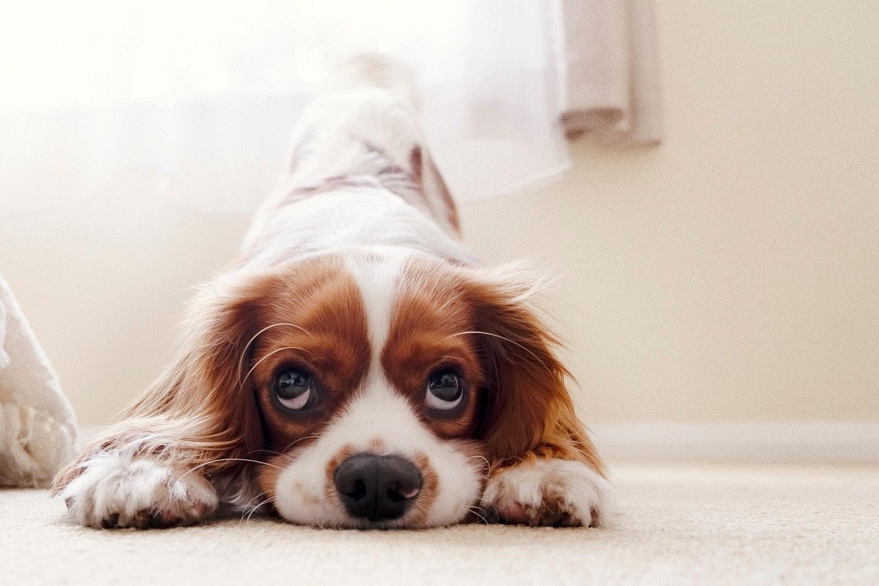 Cavalier King Charles Spaniel: The Velcro Companion (image credits: pixabay)