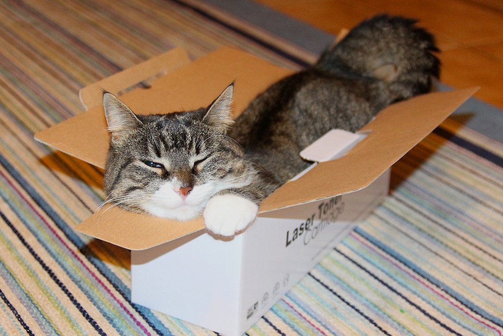 Inside Cardboard Boxes: The Comfort Fortress (image credits: flickr)