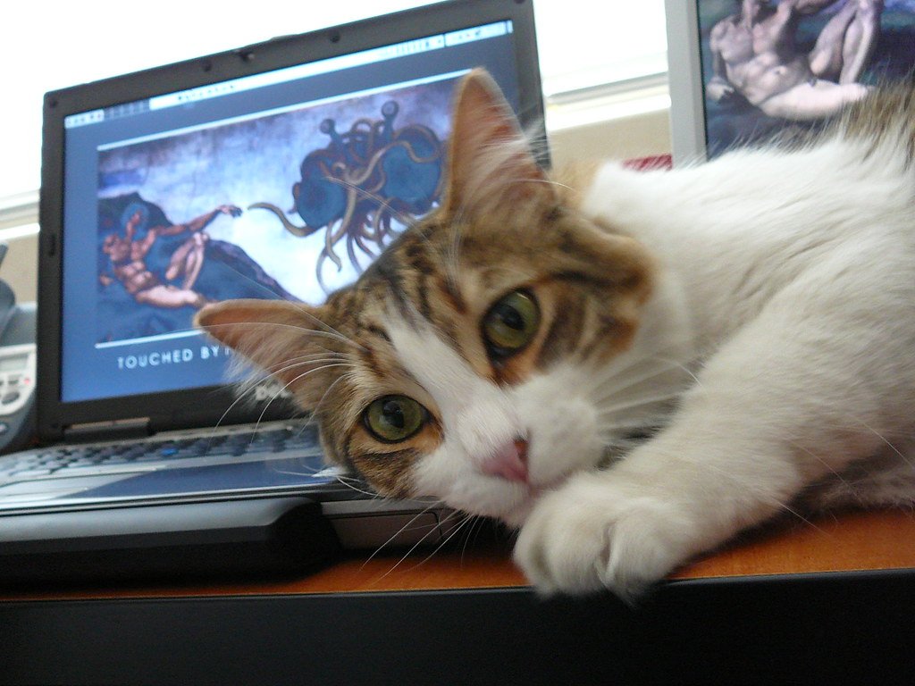 On Your Laptop Keyboard: The Connection Seeker (image credits: flickr)