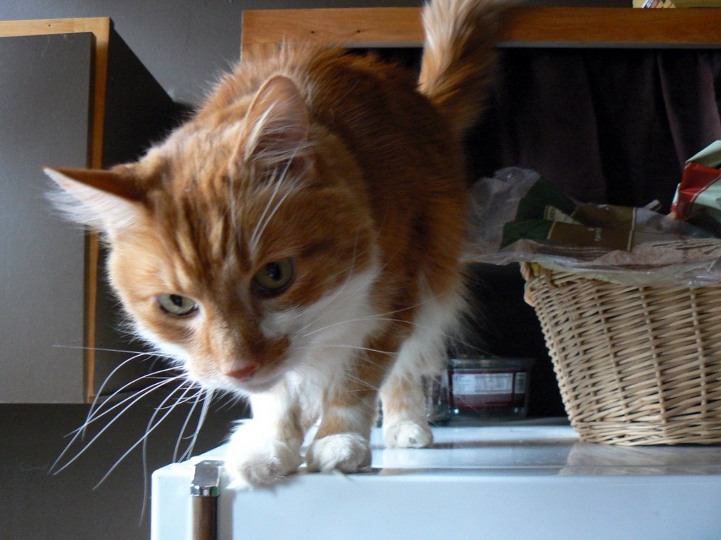 High Up on the Refrigerator: The Lookout Tower (image credits: flickr)