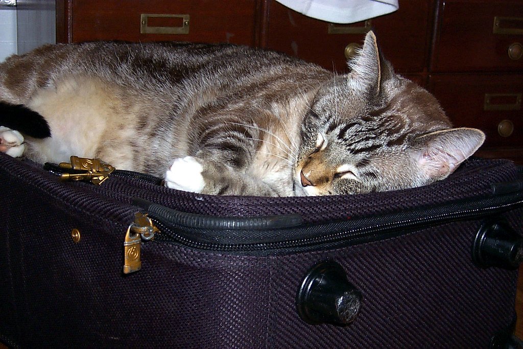 Suitcases and Bags: The Adventure Enthusiast (image credits: flickr)