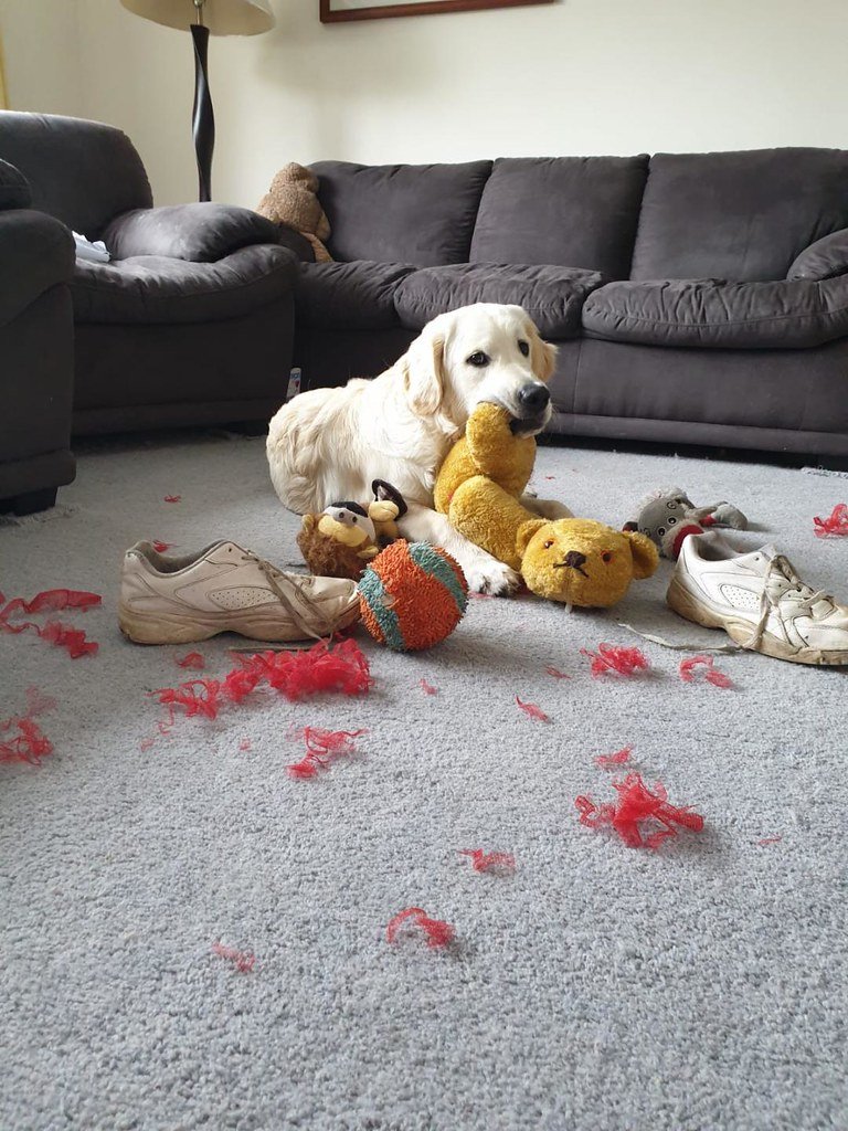 5. Destructive Behaviors (image credits: flickr)